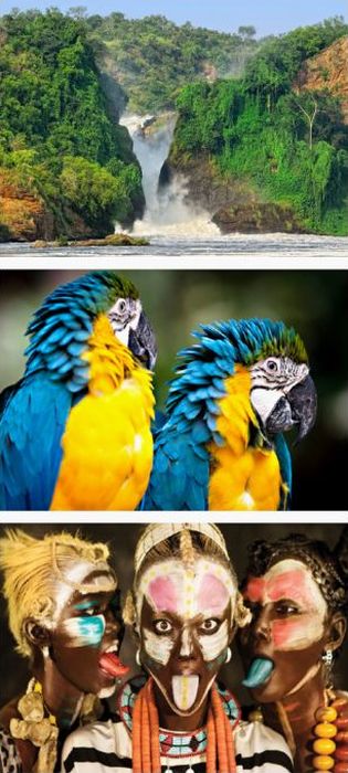 Водопад Мерчисон-Фолс, шаманы Уганды, голубой попугай макао 